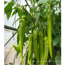 HP19 Junmin F1 hybrid hot pepper/chilli seeds in vegetable seeds